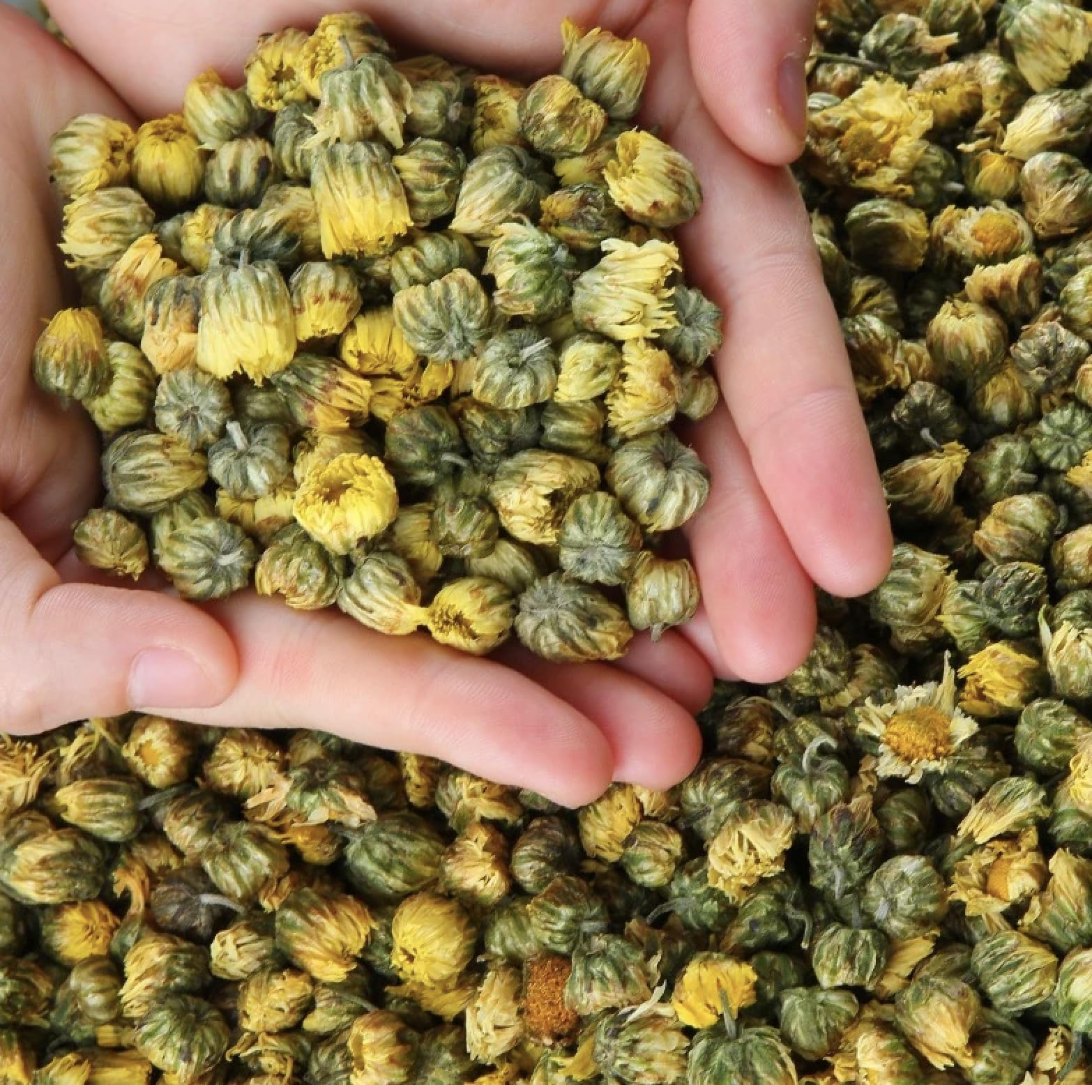 Chrysanthemum Flower Bud Tea - 7oz / 200g - Pure Natural Dried Chrysanthemum Flowers - Herbal Tea Loose Leaf - Caffeine-free - No Preservatives, Whole Buds
