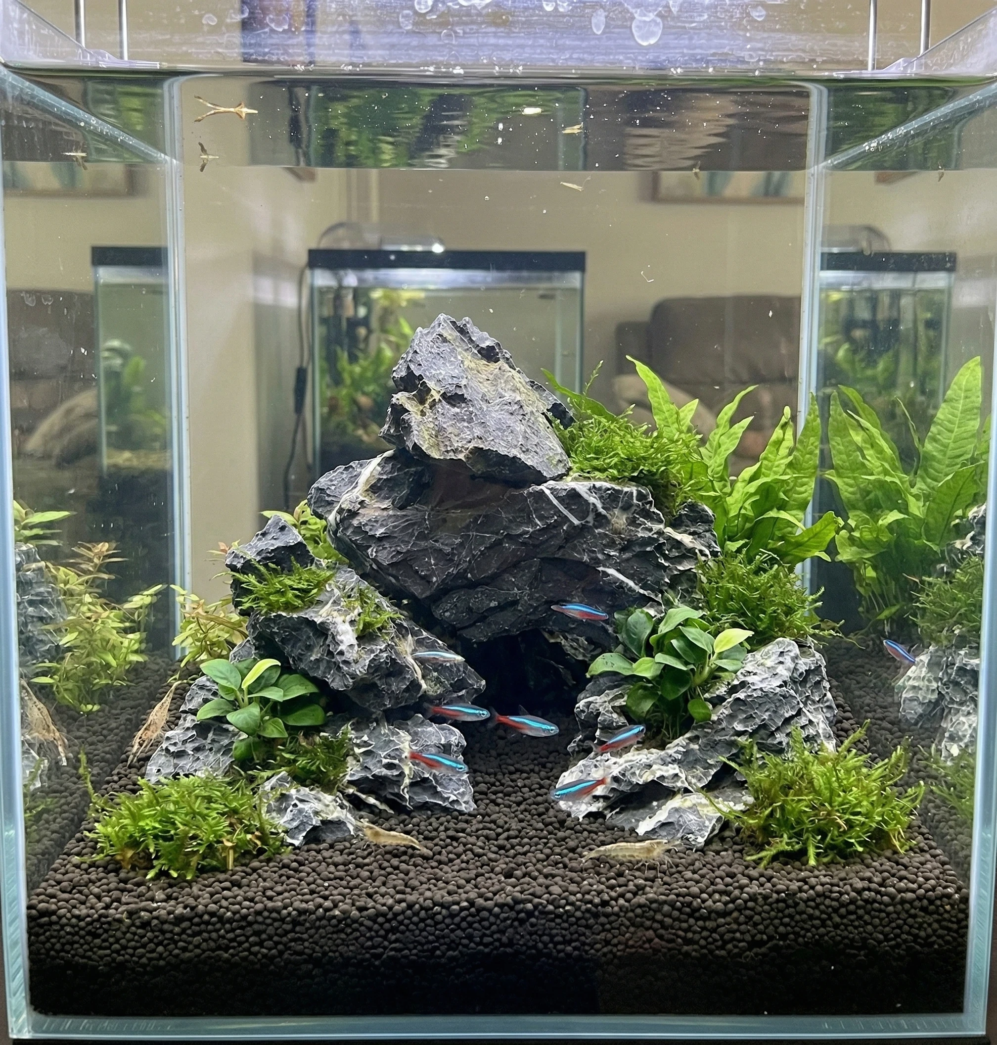 Natural Seiryu Rocks - Aquariums Stones Natural Rocks 2.2 lbs/1kg with White Veins for Fish Tank, Aquariums, and Paludariums - Decorative Rocks for Terrariums, Vivariums, Reptile Enclosures, and Gardens